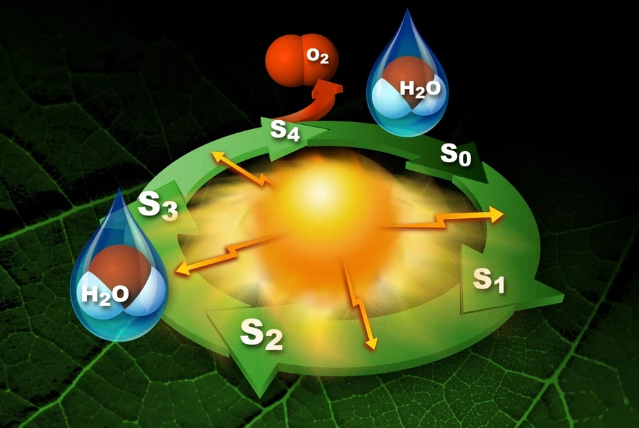 Schema des Photosystems II. Bild: SLAC