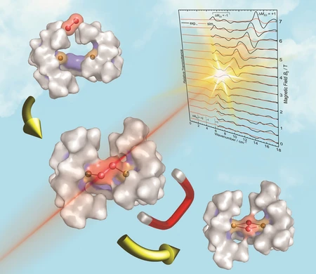 catalytic activation of molecular oxygen © T. Lohmiller/HZB