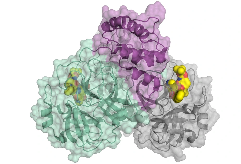 Schematic representation of the coronavirus protease © HZB