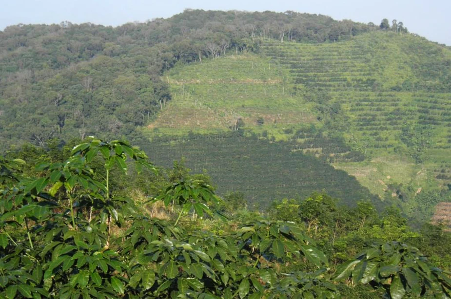 Rubber tree plantation in South East Asia. Photo: Patrick Hostert